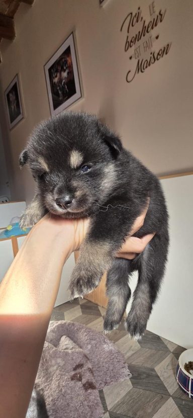 Mâle pomsky