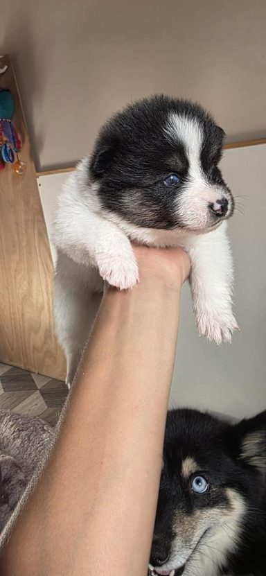 Chiot pomsky disponible